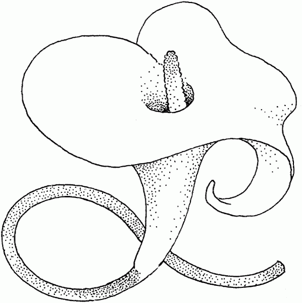Calla Lily blossom coloring page image