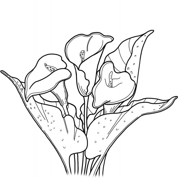 Calla Lily coloring page image