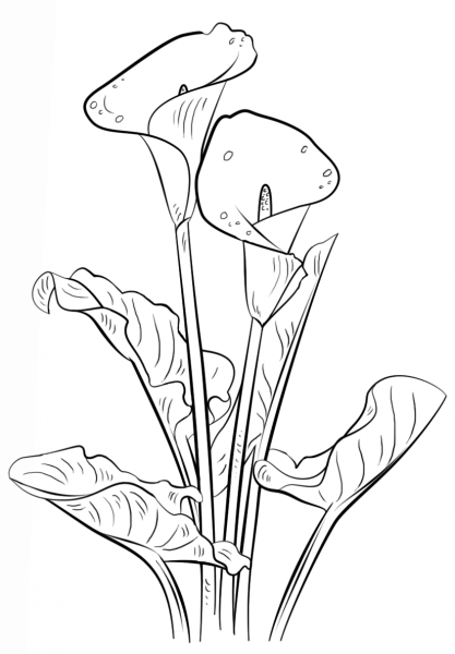 Calla Lily coloring page image