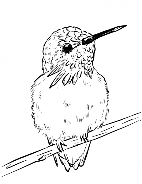 Calliope Hummingbird coloring page image