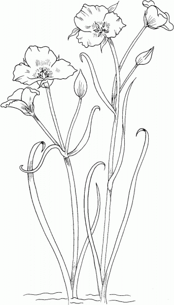 Calochortus nuttallii or Sego lily coloring page image