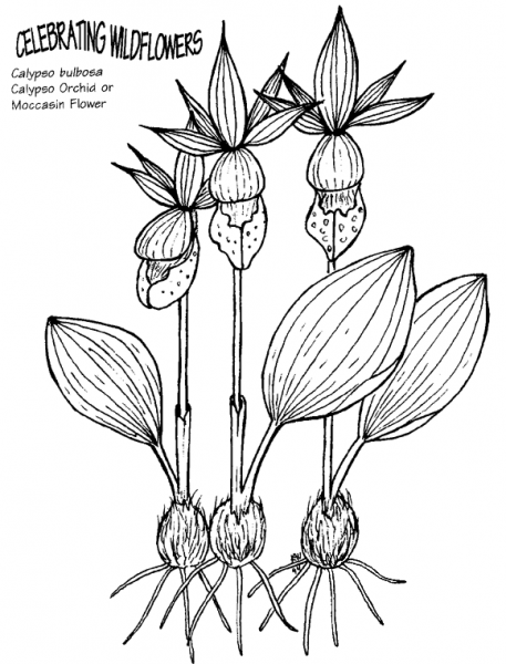Calypso Orchid or Moccasin Flower coloring page image