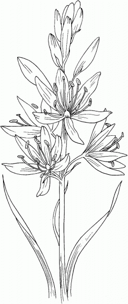 Camassia scilloides or Wild Hyacinth coloring page image