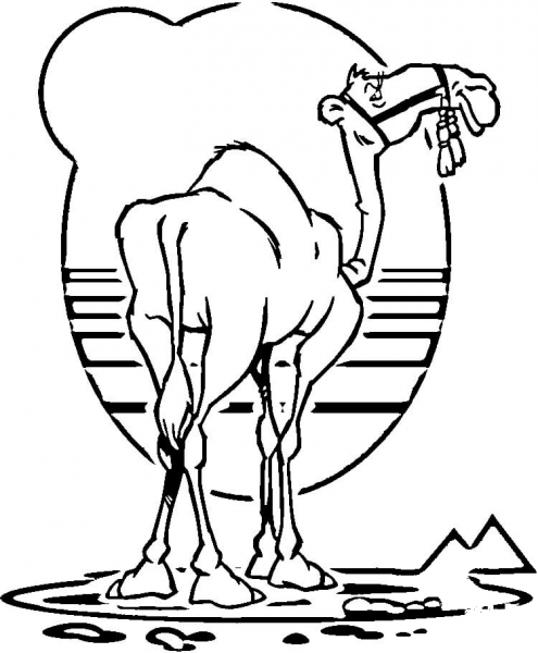 Camel  coloring page image