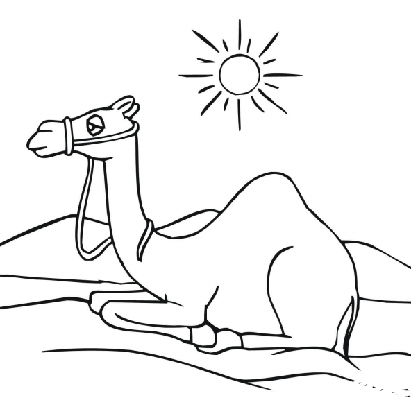 Camel Having a Rest coloring page image