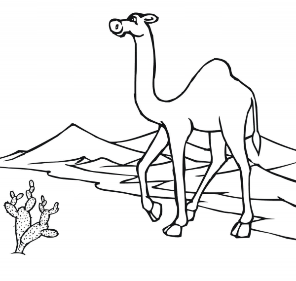 Camel on the go Through Desert coloring page image