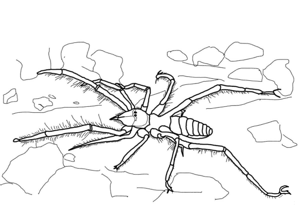 Camel Spider coloring page image