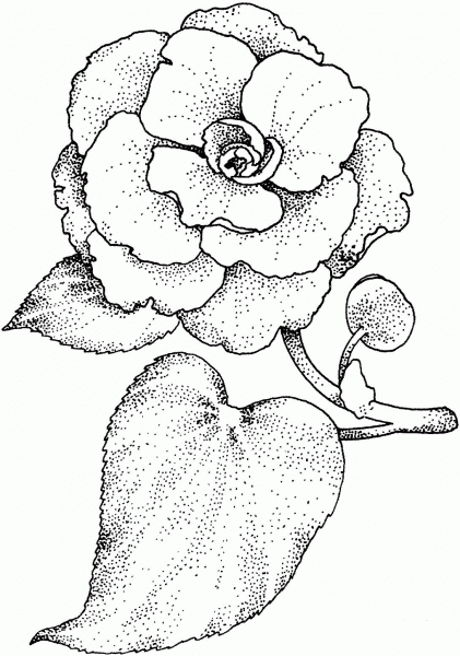 Camellia coloring page image