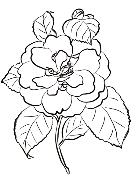 Camellia Flower coloring page image