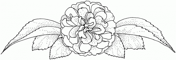 Camellia Flower coloring page image
