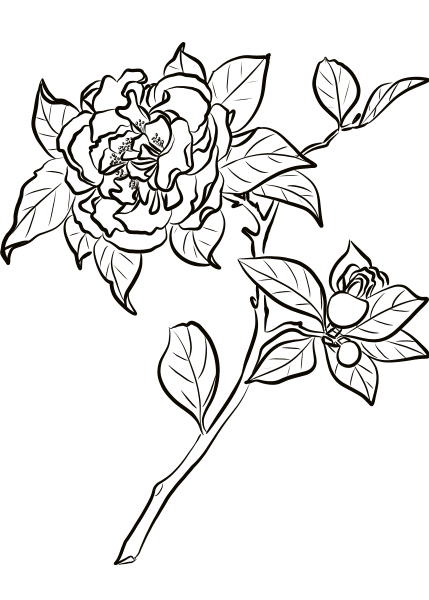Camellia Japonica coloring page image