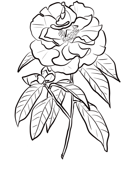 Camellia Reticulata coloring page image