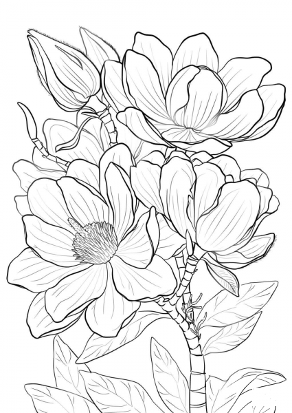 Campbells Magnolia coloring page image