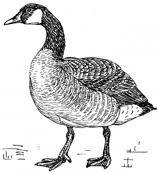 Canada Goose  coloring page image