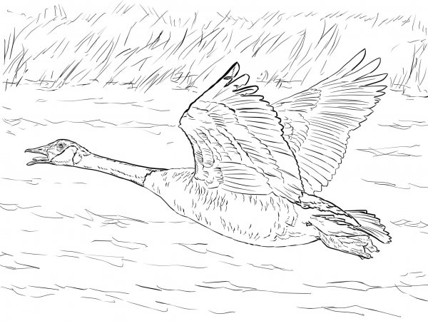 Canada Goose in Flight coloring page image