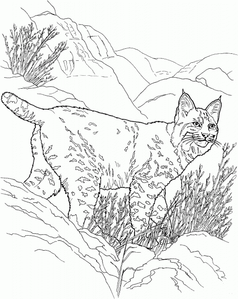 Canada Lynx coloring page image