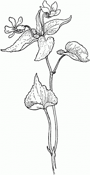Canada Violet or Viola Canadensis coloring page image