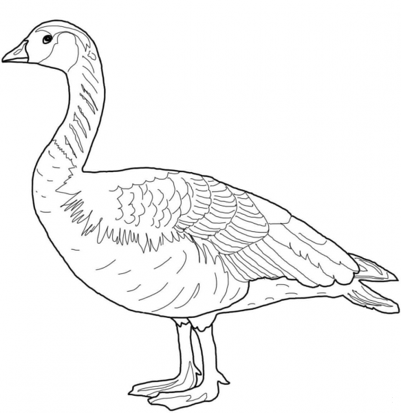Canada Wild Goose coloring page image