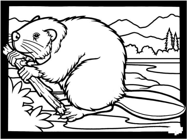 Canadian beaver coloring page image