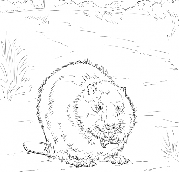 Canadian Beaver coloring page image