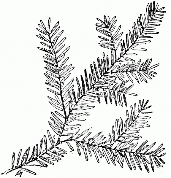 Canadian Hemlock Branch coloring page image