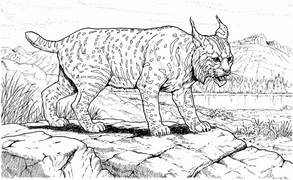 Canadian Lynx coloring page image