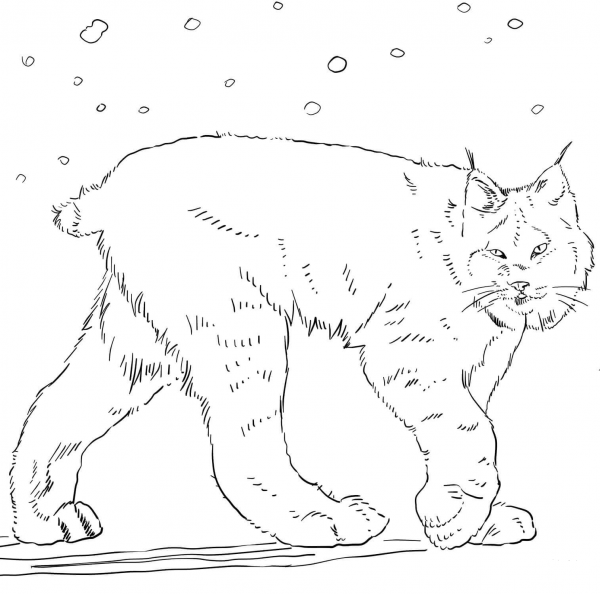 Canadian Lynx coloring page image