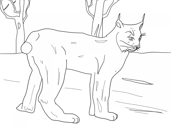 Canadian Lynx Standing in Snow coloring page image