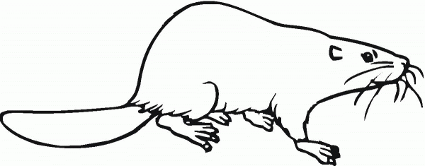 Canadian (North American) beaver coloring page image