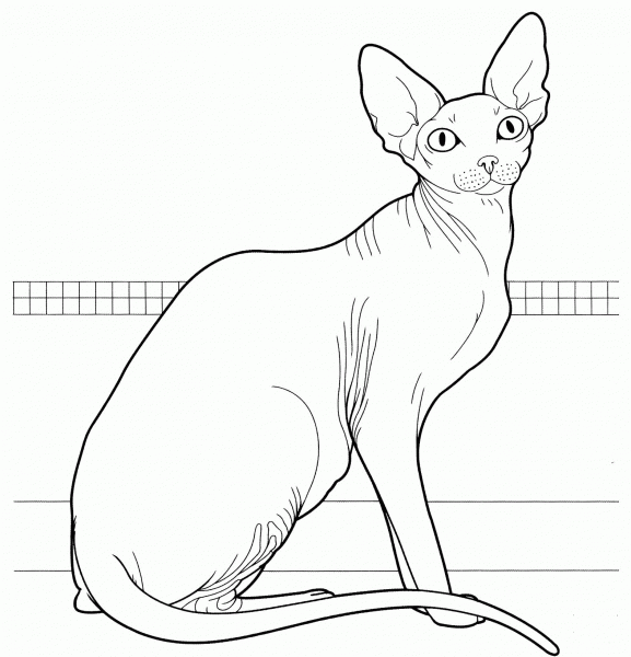 Canadian Sphynx  coloring page image