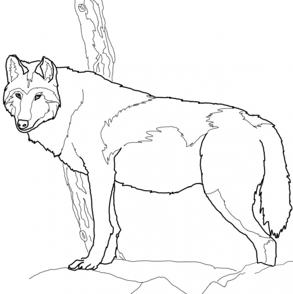Canadian Timber Wolf coloring page image