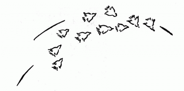 Canaries birds are flying coloring page image