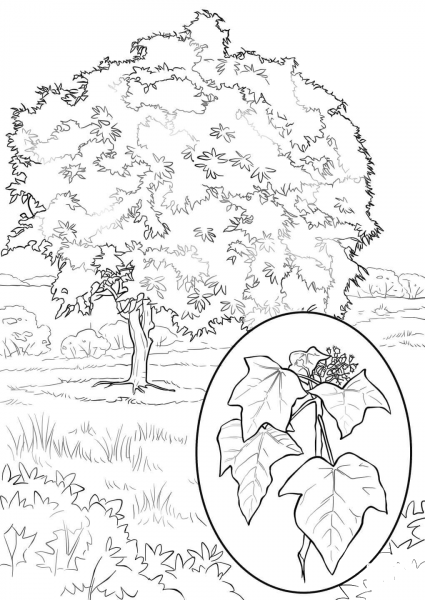 Candlenut Tree coloring page image