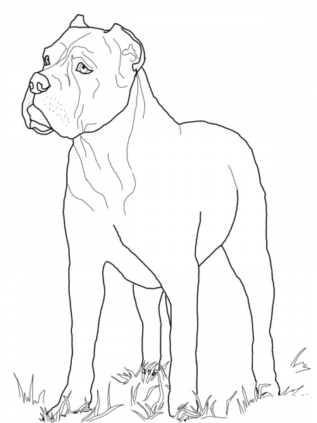 Cane Corso coloring page image