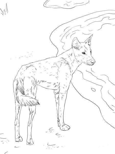 Canis Lupus Dingo coloring page image