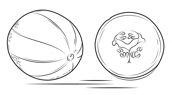 Cantaloupe and Its Cross Section coloring page image