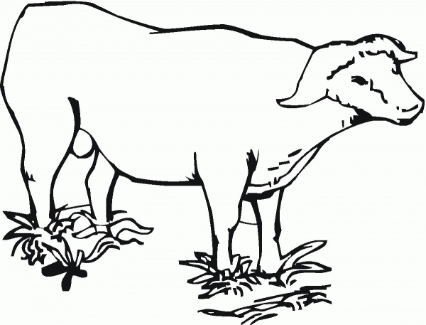 Cape (african) buffalo coloring page image