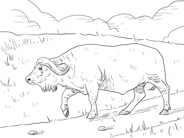 Cape Buffalo coloring page image