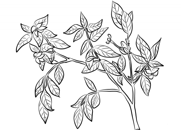 Cape Jasmine (Gardenia Jasminoides) coloring page image