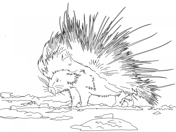 Cape Porcupine coloring page image