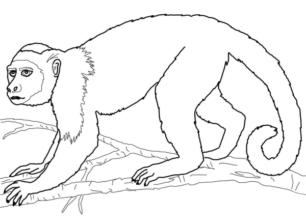 Capuchin Monkey coloring page image