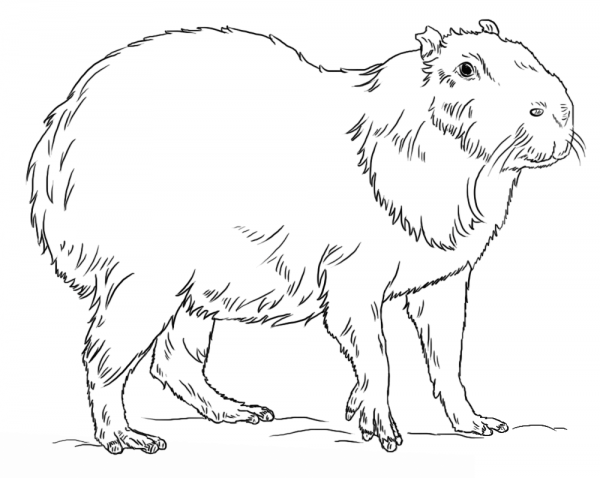 Capybara coloring page image