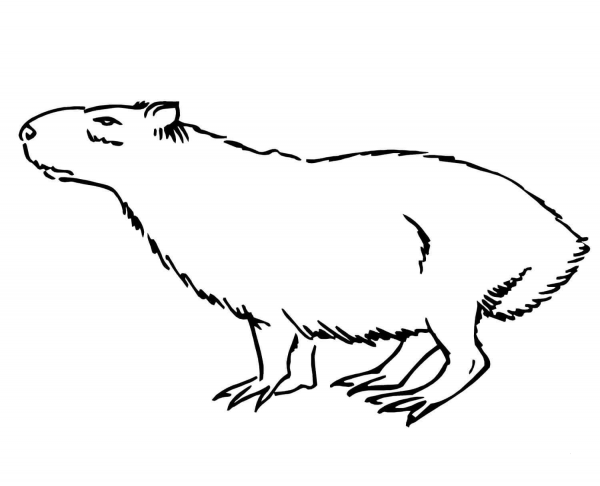 Capybara coloring page image