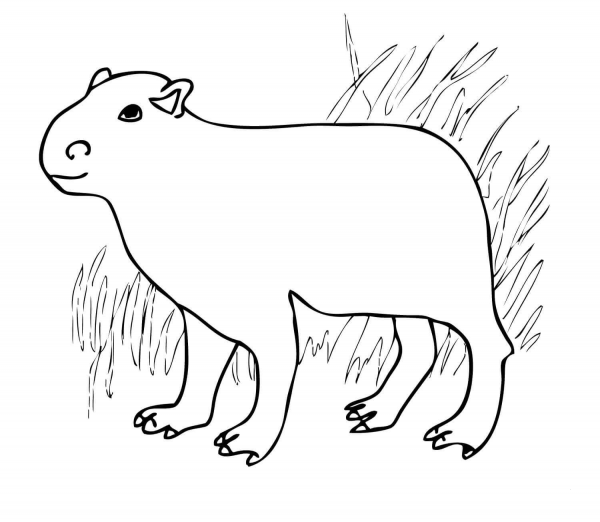 Capybara from South America coloring page image
