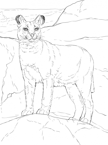 Caracal coloring page image