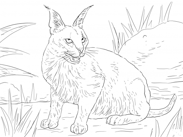 Caracal Desert Wild Cat coloring page image