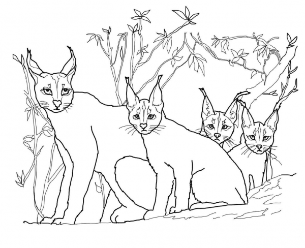 Caracal Kittens and Mother coloring page image