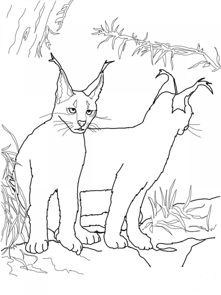 Caracal Kittens coloring page image