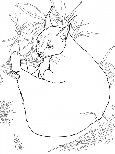 Caracal Wild Cat coloring page image
