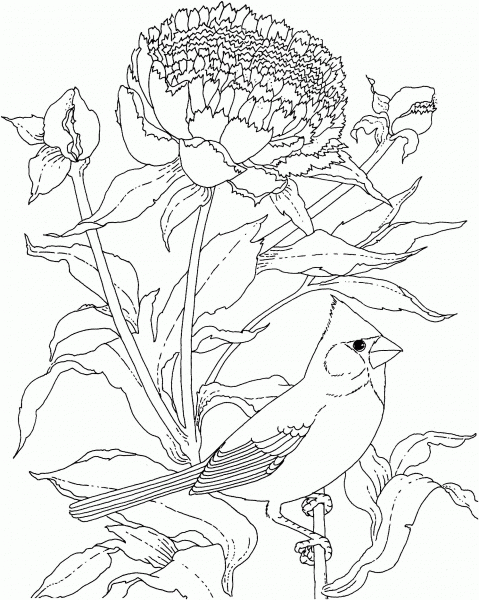 Cardinal and Peony Indiana Flower And Bird coloring page image